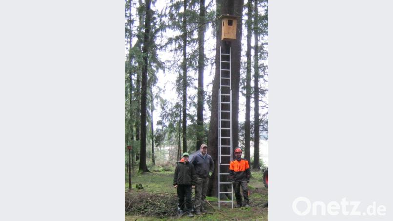 Gut geeignete Brutkasten-Standorte sind locker bestockte ältere Wälder, ruhige südwestlich bis südöstlich exponierte Bereiche und Waldränder zu extensiv bewirtschafteten Wiesen. Bild: Vogl, Christa