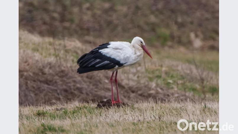 Storch in Kemnath. Bild: Norbert Vetter/exb