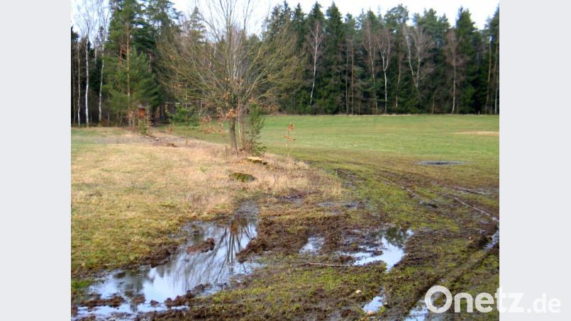 Zurzeit ist der Weg von der ehemaligen Kaspersbrücke in die Gabellohe durch einen zugewachsenen Entwässerungsgraben total vernässt. Der Baum- und Buschbestand auf der westlichen Seite ist bereits weitgehend beseitigt. Bild: bkr