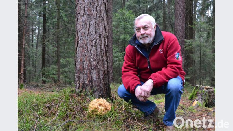 Egon Rabenstein hat im Waldgebiet "Herrenholz" ganz in der Nähe vom Kemnather Waldkindergarten eine Krause Glucke gefunden. Bild: sfo