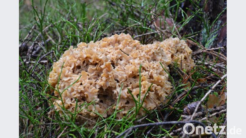 Die Krause glucke wächst normalerweise von August bis Oktober, weiß Pilz-Experte Norbert Griesbacher. Dieses Exemplar hat Egon Rabenstein gefunden. Es ist rund 25 Zentimeter lang. Bild: sfo
