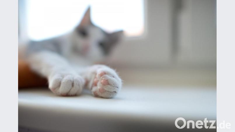 Ein junger Kater liegt auf einer Fensterbank. Foto: picture alliance / dpa/Archivbild Bild: Jochen Lübke