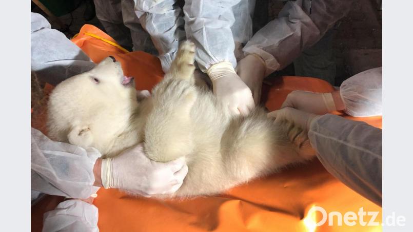 Die vor rund zweieinhalb Monaten geborenen Eisbär-Zwillinge aus dem Zoo am Meer in Bremerhaven sind Weibchen. Bild: Zoo am Meer Bremerhaven/dpa