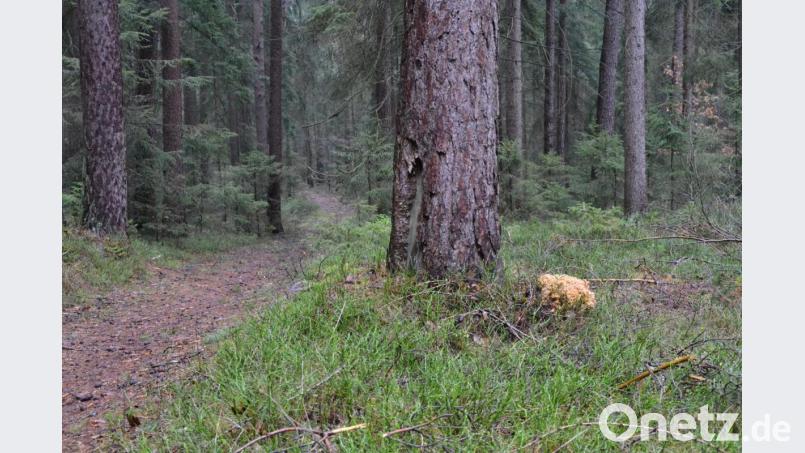 Als er auf dem Waldpfad unterwegs ist, entdeckt Egon Rabenstein die Krause Glucke am Wegesrand. Bild: sfo