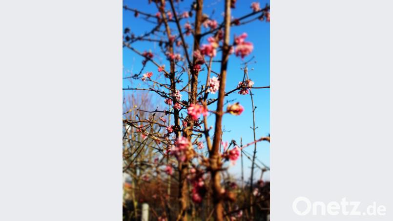 Der Vorfrühlingsschneeball Dawn ist anspruchslos in der Pflege und erblüht oft schon, wenn noch Schnee auf seinen Ästen liegt. Bild: Harald Schlöger
