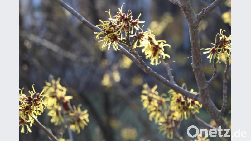 Die Zaubernuss ist wegen ihrer frühen und langen Blütezeit von Januar/Februar bis zum Frühlingsanfang interessant. Bild: Harald Schlöger
