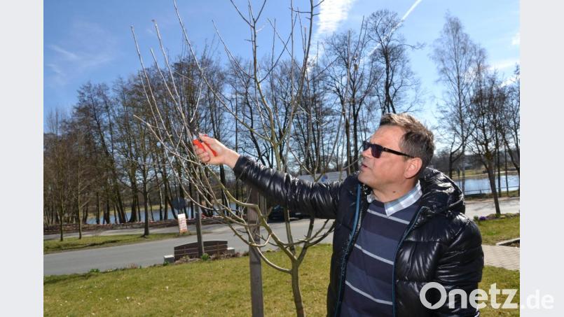 Gartenfachberater Harald Schlöger erklärt, wie ein Baumschnitt fachgerecht ausgeführt wird. Bild: Harald Schlöger