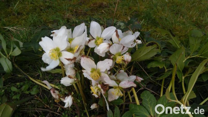 Die Christrose ist auch als Schneerose oder Nieswurz bekannt. Sie blüht, während andere Stauden noch Winterschlaf halten. Bild: Vogl, Christa