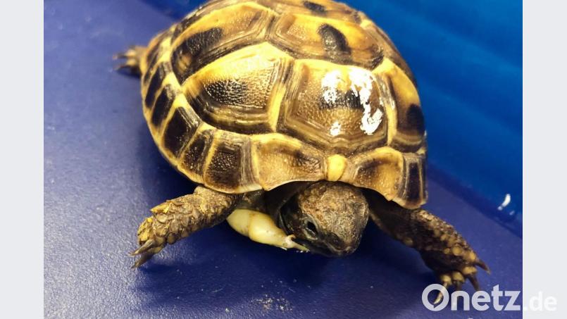 Das Foto zeigt eine Griechische Landschildkröte (Testudo hermanni) am Flughafen München. Foto: Hauptzollamt München/dpa/Archivbild Bild: -