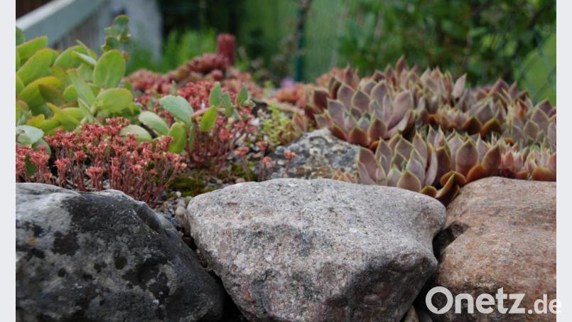 Schotterwüsten sind nicht gut fürs Klima; Steingärten mit passender Bepflanzung (wie Hauswurz/Sempervivum) dagegen schon. Bild: Portner