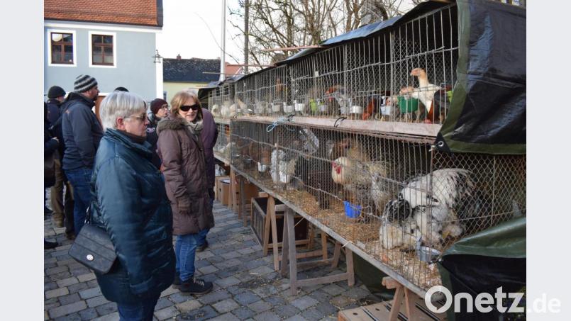 Nicht nur Züchter, auch auffallend viele Frauen interessierten sich für die ausgestellten Tiere. Bild: bnr