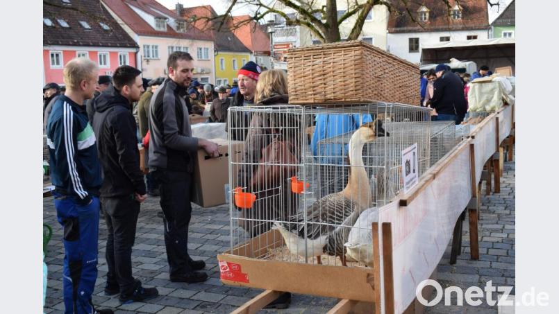 Die prächtige Höckergans fand viele Bewunderer. Ein Kauf kam allerdings nicht zustande. Bild: bnr