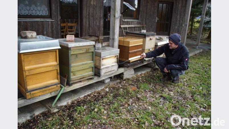 Imker-Vorsitzender Stefan Weinfurtner begutachtet die Sauberkeit der Fluglöcher an den Bienenkästen beim Lehrbienenheim. Bild: mmj