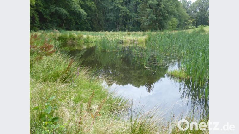Mit einem Kostenaufwand von rund 85.000 Euro haben die Jäger im Rahmen der Wildland-Stiftung 2019 die Renaturierung des Weihers am Hennenbach in der Gemeinde Freudenberg als wichtigen Beitrag für den Naturschutz abgeschlossen. Bild: usc