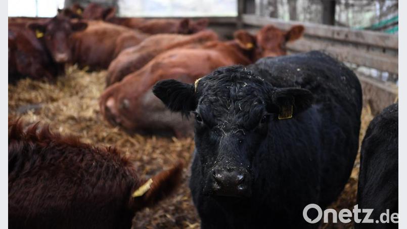 Betrüger hatten es auf Angus-Rinder bei Coburg abgesehen. Die Polizei entdeckte die verschwundene Herde bei Celle (Niedersachsen). Bild: Carmen Jaspersen