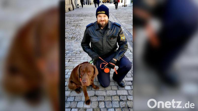 In der Regensburger Innenstadt war am Mittwoch ein freilaufender Labrador unterwegs. Die Polizei versucht nun den Besitzer ausfindig zu machen. Bild: Polizeiinspektion Regensburg Süd