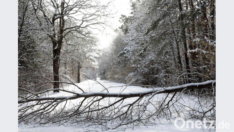 Umgestürzte Bäume (hier auf der Panzerstraße beim Haidweiher nahe Amberg) waren das Hauptproblem bei diesem Wintereinbruch: Der Schnee war so schwer, dass ihm viele Bäume nicht standhielten. Bild: Wolfgang Steinbacher
