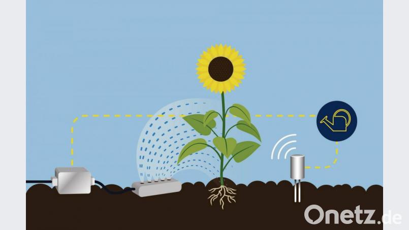 Anhand von Sensoren erkennen smarte Bewässerungssysteme automatisch, wann gegossen werden muss und wie viel Wasser die Pflanzen benötigen. Bild: agentur_dpa