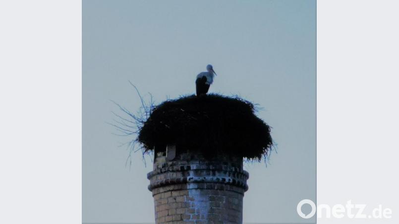Der Storch begutachtet nach der Ankunft sein Sommerquartier. Bild: gz