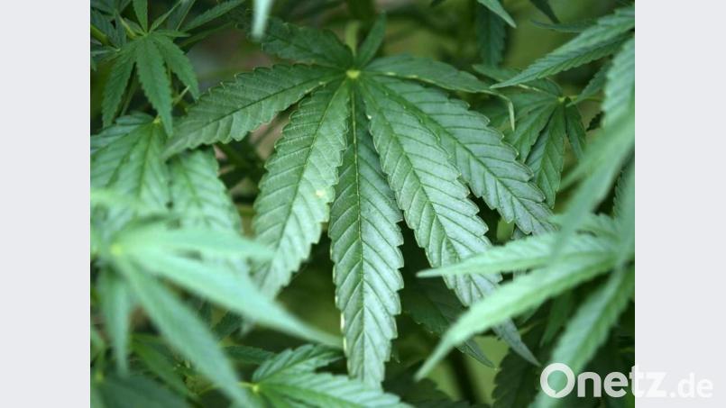 Ein Amberger hat Hanf (Symbolbild) selbst angebaut. Doch dafür gab es Gründe. Bild: Oliver Berg/dpa