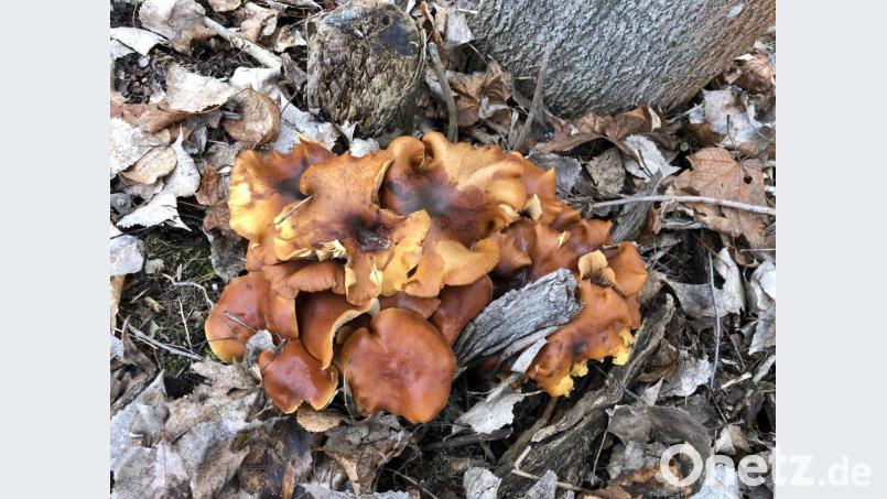 Samtfußrüblinge - gefunden in der Nähe des Weidener Flutkanals - sind ebenfalls Speisepilze. Bild: Norbert Griesbacher/exb