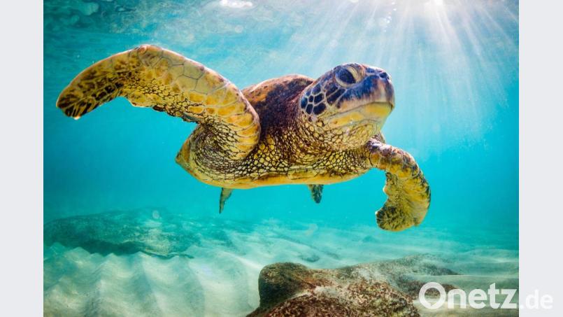 Auch die hawaiianische Unterwasserwelt hat so einiges zu bieten. Bild: exb