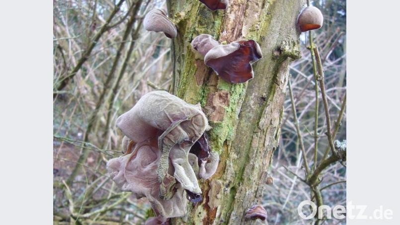 Judasohren wachsen im Winter gerne auf alten Holunderbüschen. Die Pilze sind laut Norbert Griesbacher, Pilzberater der Stadt Weiden, essbar. Bild: Norbert Griesbacher/exb