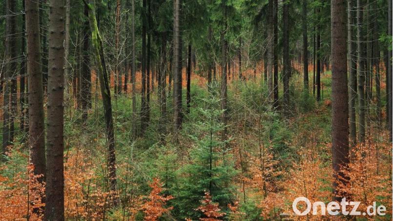 Mischwälder sind das Gebot der Stunde. Bild: soj