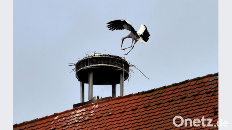 Der erste Storch landete so früh wie noch nie in Weiden, nämlich Ende Januar. Inzwischen ist auch das zweite Tier eingetroffen. Bild: Jürgen Wilke/exb