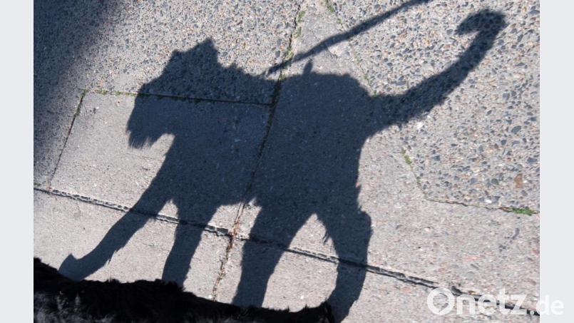 Symbolbild: Ein Hund läuft an einer Leine und wirft dabei einen Schatten. Symbolbild: Ralf Hirschberger/dpa