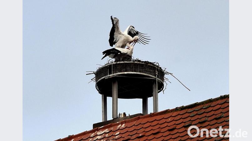 In Weiden gibt es nun wieder ein Storchenpaar, und es sieht ganz danach aus, dass es auch wieder Nachwuchs haben wird. Bild: Jürgen Wilke/exb