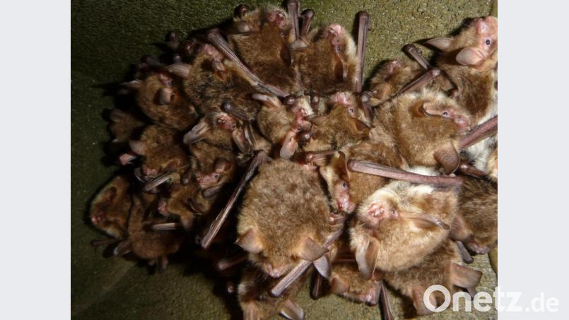 Diese kleinen Tierchen wecken stets großes Interesse: Fransenfledermäuse, die sich in einem Kasten dicht aneinander drängen. Bei einem Vortrag in Pressath berichtet Fledermaus-Landkreisbetreuer Markus Liebl mehr über die Säugetiere. Bild: exb