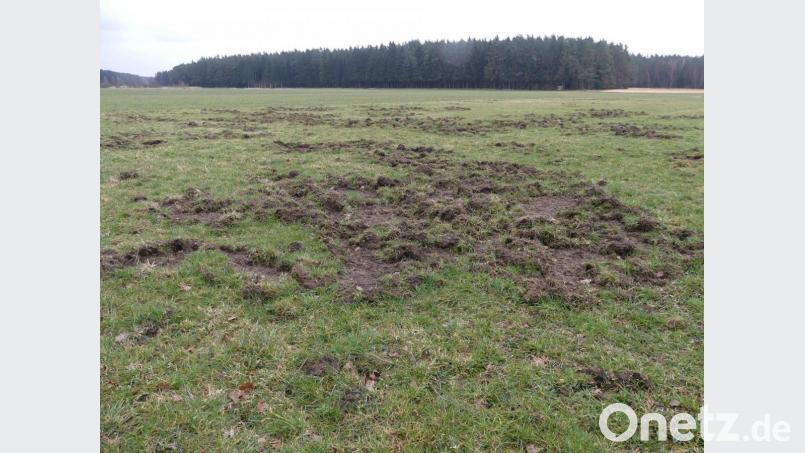 Solche "Nahrungsplätze" von Schwarzkitteln wollen die Jagdpächter der Jagdgenossenschaft verhindern. Bild: rn