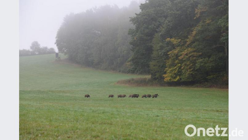 Im Revier gibt&#039;s viele Wildschweine. Da ist auch bei der Jagdgenossenschaft Windischeschenbach nicht anders. Archivbild: Petra Hartl