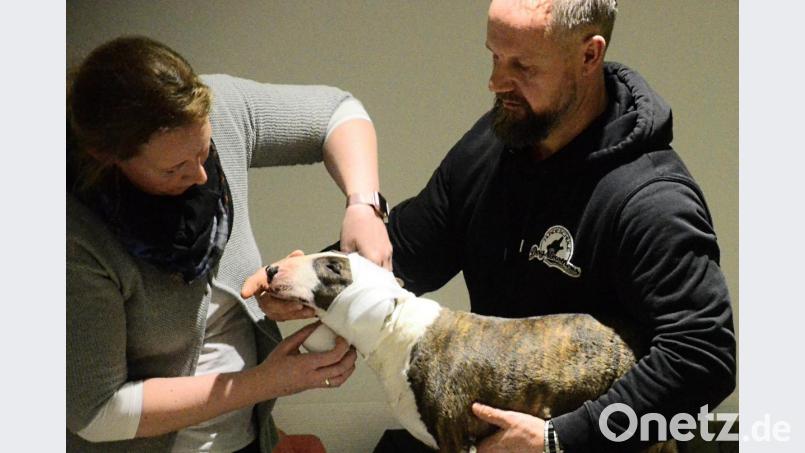 Augen zu und durch, mochte sich Mini-Bullterrier "Maisie" wohl gedacht haben, als er am Mittwoch von Tierärztin Barbara Bäumler einen Kopfverbandverpasst bekam. Natürlich war Herrchen Peter Kick zum Knuddeln immer an seiner Seite. Bild: Kunz