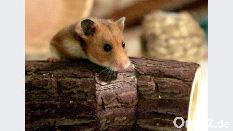 Goldhamster schauen putzig aus. Doch sie sind ausgesprochen aktive Genossen und können auch mal für Ärger sorgen. Bild: Kathrin Streckenbach/dpa