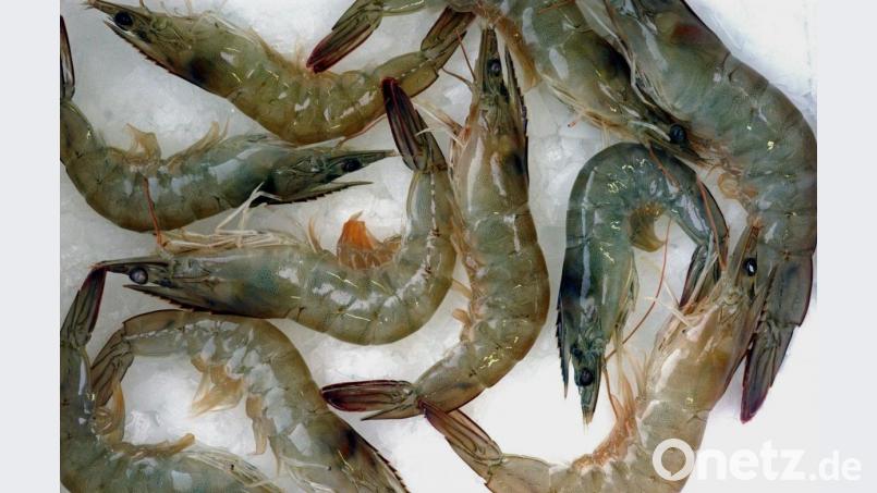 Tropische Riesengarnelen der Spezies Litopenaeus Vannamei auf Eis. Diese Köstlichkeiten gibt es bald auch aus der Oberpfalz. Bild: Martin_Schutt/exb