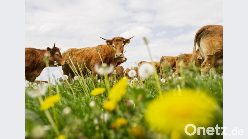 Glückliche Rinder liefern hervorragendes Fleisch. Bild: njn
