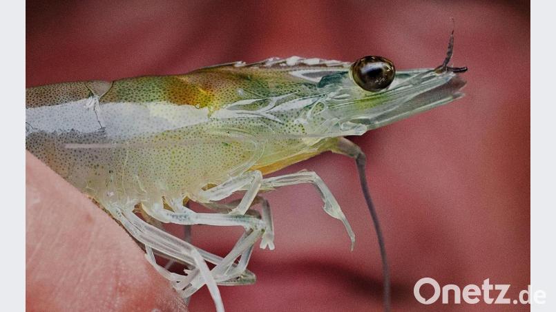 Garnelen der Gattung Litopenaeus vannamei, white shrimp oder Weißbeingarnele gibt es bald frisch auf den Tisch, direkt von der Zuchtanlage auf der Wendermühle von Alfred Stier. Die Tiere werden als Larven gesetzt und wachsen nach etwa einem halben Jahr zur Speisegröße von rund 25 bis 30 Gramm auf 15 bis 20 Zentimeter heran. Bild: Daniel Bockwoldt/exb