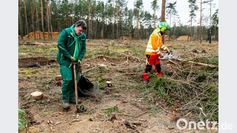 Jan Vaclavik (links) setzt Laubbäume, sein Kollege Franz Deml von der Bodenwöhrer Landschaftspflegefirma Reiger zerkleiner Äste. Die beiden arbeiten auf einer Fläche zwischen Westfeld und Hirtlohweiher, die Uniper gehört und ökologisch aufgewertet wird. Bild: Hösamer