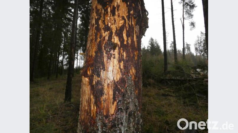 Die Rinde eines Baums ist stark von den Schädlingen betroffen. Je nach Art des Borkenkäfers findet sich dort schwarz-braunes oder weißes Bohrmehl. Bild: fua