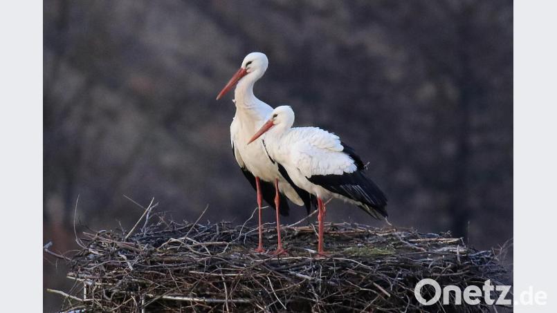 In Pleystein ist eine Störchin im Horst gelandet. Es handelt sich um eine andere gefiederte Dame als im vergangenen Jahr. Bild: tu