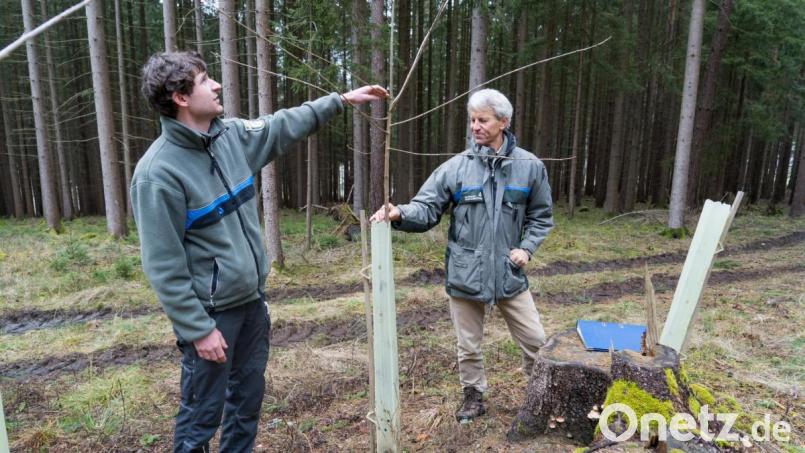 Lukas Rupprecht (links) und Gerhard Hösl erklären den Waldumbau. Durch die neuen Förderrichtlinien können künftig Wildschutzzäune statt der Wuchshüllen aus Plastik ermöglicht werden. Bild: Lukas Meister