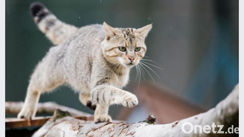 Eine Wildkatze (Felis silvestris) klettert im Wildkatzengehege vom NABU Niedersachsen im Harz. In Bayern zählt der Bund Naturschutz nun 600 dieser Tiere. Bild: Julian Stratenschulte