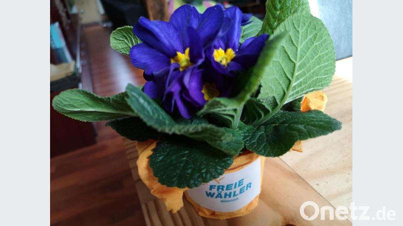 Von den Freien Wählern Mitterteich wurden Primeln verteilt. Bild: lnz