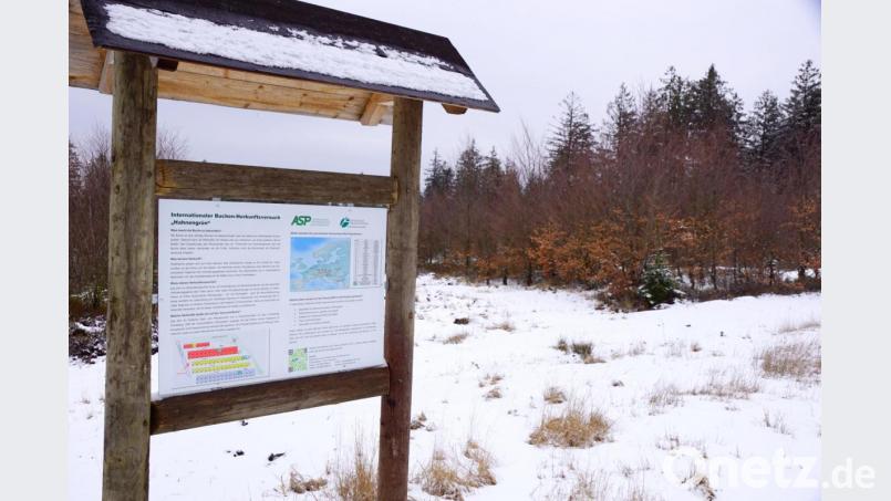 Herkunftsversuch Buche
Ob Obstbäume oder Bäume für den Waldbau, auf großen Versuchsflächen werden gegen Trockenheit und Wärme resistente Bäume gesucht. Eine große internationale Versuchsfläche für Buchen befindet sich bei Königskron. Buchen aus Schottland bis Griechenland von Polen bis Frankreich sind dort zu finden. Bild: bkr
