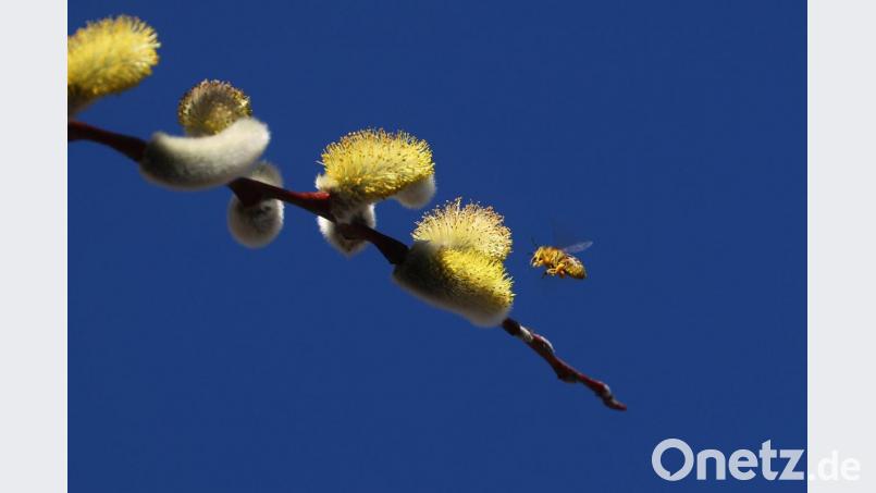 Eine Biene umschwirrt vor wolkenlosem Himmel einen Zweig mit Palmkätzchen. Archivbild: Karl-Josef Hildenbrand/dpa