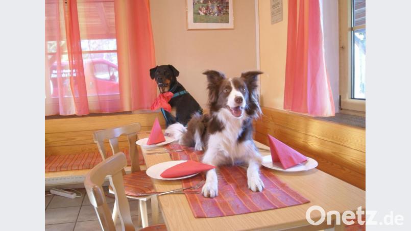 Bettelt der Hund noch oder hat er den Tisch schon übernommen? Bild: privat