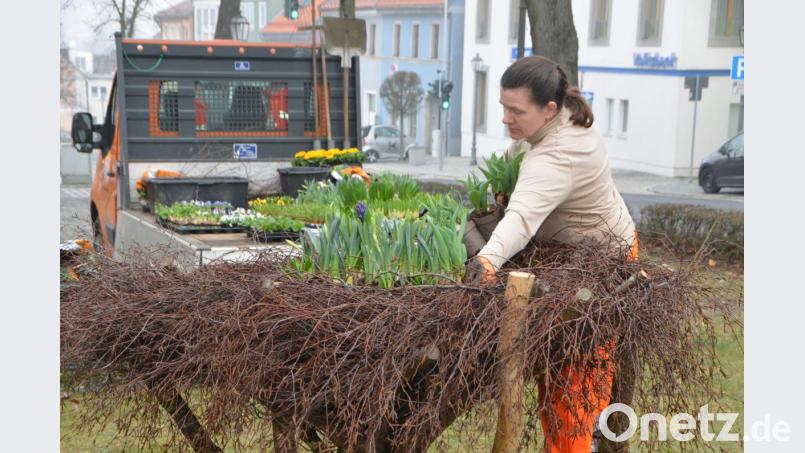 Die Frühlingsblüher kündigen den Abschied vom Winter, ihre bevorzugten Blütenfarben sind Violett, Weiß und Gelb. Bienen und Hummeln fliegen auf sie. Der Lenz kommt in Vohenstrauß auf Trab. Nicht zuletzt dank Stadtgärtnerin Sabine Dworzak, die annähernd 500 Frühlingsboten in die Nester und Anlagen setzt. Hie und da spitzt auch schon der Osterhase hervor. Bild: dob