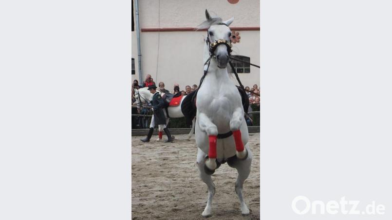 Die Reitschule begeisterte in Hostau mit einstudierten Dressuren und zeigte, was die Lipizzaner draufhaben. Bild: gz (Archiv)